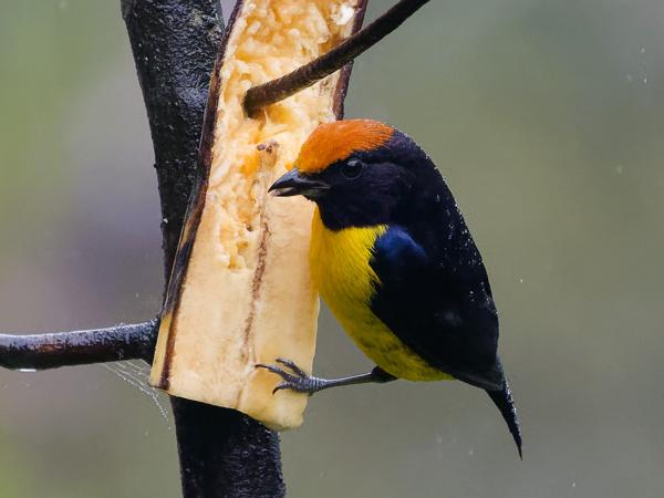 <h3><a href="/trips/costa-rica/biota/animalia/chordata/aves/040 passeriformes/121 fringillidae/euphonia anneae/euphonia anneae-nl.html">Euphonia&nbsp;anneae</a> / Tawny‑capped&nbsp;euphonia / Bruinkaporganist</h3>OM-1 Mark II met OLYMPUS M.150-400mm F4.5 TC, 1/1600 sec  bij F5.6, ISO 10000, afstand 10.0&nbsp;m
